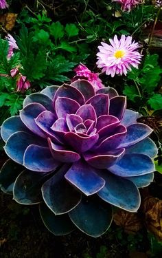 a large purple flower sitting in the middle of a garden filled with green leaves and pink flowers