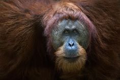 an orangutan is looking at the camera