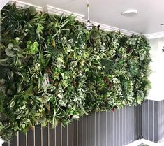 a living wall with plants on it