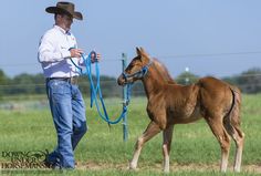 a man is leading a small horse on a leash