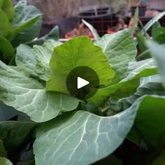 a green leafy plant in the middle of a garden with lots of leaves on it