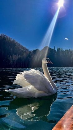 a white swan floating on top of a body of water