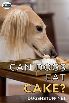 a dog eating cake with the caption can dogs eat cake?