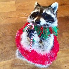 a raccoon is holding a candy cane in its mouth and wearing a red dress