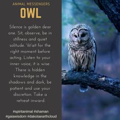 Spiritual Owl, Crow Spirit Animal, Native American Spirituality, Nature Healing, Spirit Animal Totem