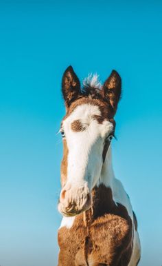 a brown and white horse standing on top of a grass covered field next to a blue sky