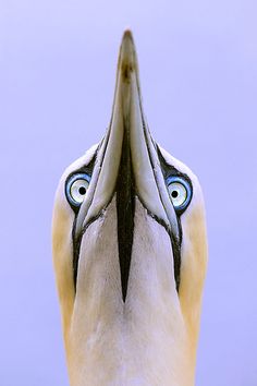 the back end of a white bird with blue eyes and an open beak is shown