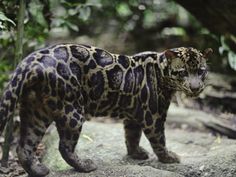 a large leopard standing on top of a dirt field