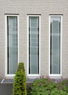 an image of two windows on the side of a building with plants in front of them