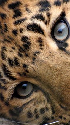 a close up of a leopard's face with blue eyes