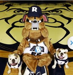 two dogs are sitting on the floor in front of a man dressed up like a basketball player