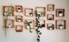 the wall is filled with potted plants and wooden boxes