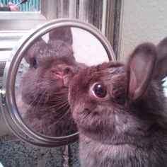 a rabbit looking at its own reflection in a mirror