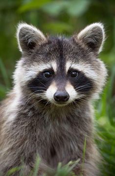 a raccoon is sitting in the grass looking at the camera