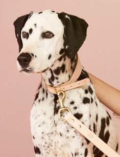 a dalmatian dog is wearing a leather collar and leash with gold hardwares