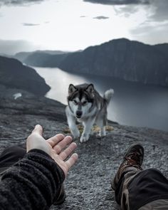 a person holding their hand out to a husky dog on top of a mountain with water in the background