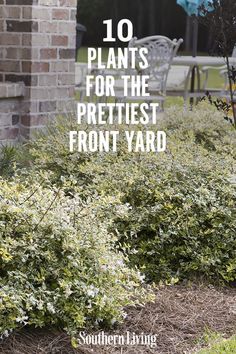 the front yard is full of plants and shrubs with text overlay that reads 10 plants for