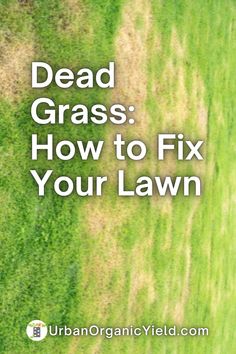 dead grass how to fix your lawn with the help of an organic field guide by urban organic yield