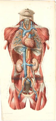 an antique medical illustration of the human body