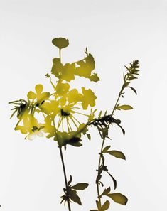 yellow flowers against a white sky background