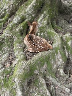 a fawn sitting in the middle of a mossy tree