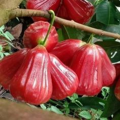 some red fruit hanging from a tree with green leaves