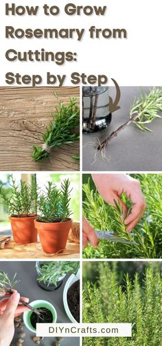 how to grow rosemary from cuttings step by step