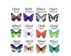 butterflies with different names on them and the words in each one's language are shown