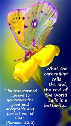 a butterfly sitting on top of a yellow flower with a bible verse written below it