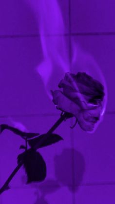 a single rose is shown in front of a purple background with the light reflecting off it's petals