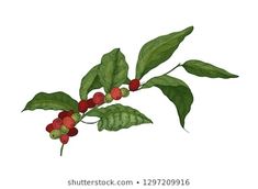 a branch with red berries and green leaves on it, painted in watercolor by hand