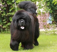 a large black dog walking across a lush green field