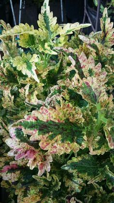 some very pretty plants with green and red leaves