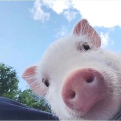 a close up of a pig's face with trees in the background