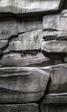 a black and white photo of rocks with plants growing out of the cracks in them