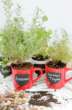 three mugs with plants in them sitting on a table next to rocks and gravel