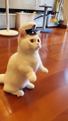 a small white cat with a toy in its mouth on top of a hard wood floor