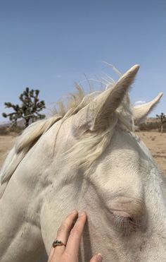 a person touching the forehead of a white horse