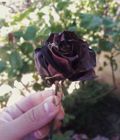 a person holding a purple rose in their hand