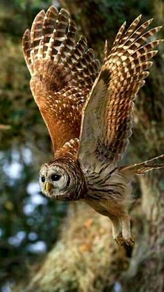 an owl is flying in the air near a tree