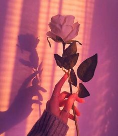 a person holding a white rose in their hand with the shadow on the wall behind them