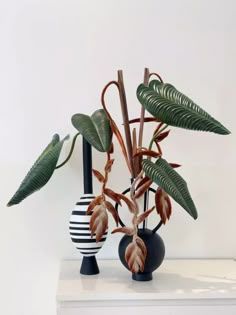 two vases with plants in them sitting on a white shelf next to each other