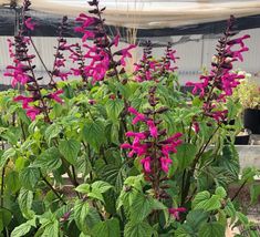 purple flowers are blooming in the garden