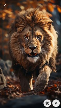 an image of a lion running through the woods with leaves on the ground and trees in the background