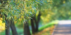 an image of a tree lined road in the day time scene with blurry background