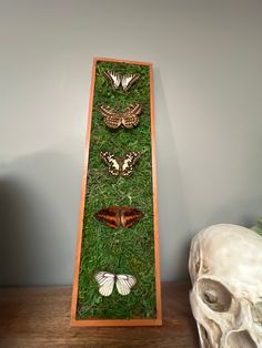 three butterflies are mounted on the grass in front of a skull and a wall hanging