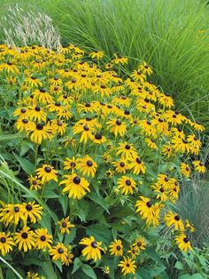 some yellow flowers are growing in the grass