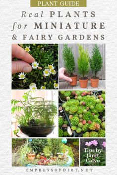 the complete guide to real plants for miniature and fairy gardens