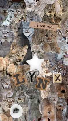 a collage of many different cats with the words i love me written on them