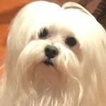 a small white dog sitting on top of a wooden floor